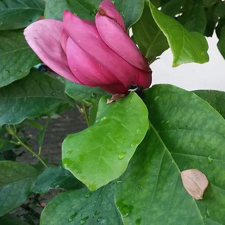 Emanhaz Guest house Sarvar